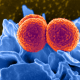 Drug-resistant MRSA bacteria, shown here with a white blood cell by an electron micrograph, have caused a large increase in hospital-related infections and highlighted the need for new breakthrough pharmaceuticals. (Photo Researchers)